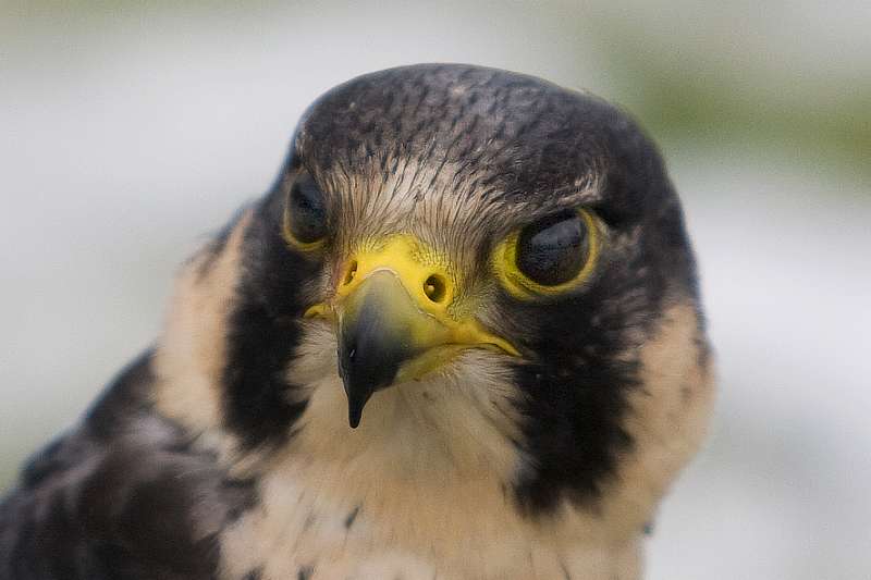 FH_100213_11875a.jpg - Falco peregrinus - Slechtvalk