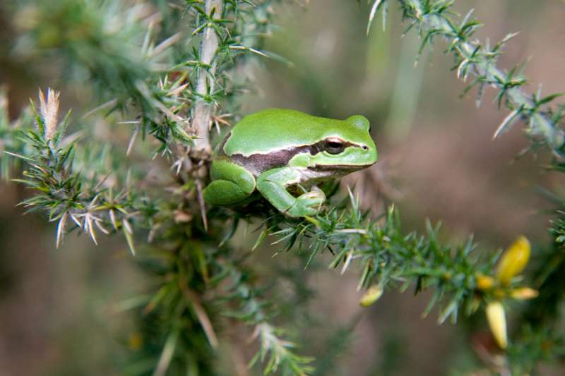 FH_AN_0028_6046.jpg - Hyla arborea