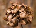 FH_AUC_0044_3153