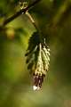 FH_AUC_0049_6568