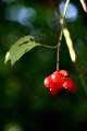 FH_AUC_0051_6591