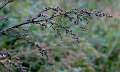 FH_AUC_0054_6713
