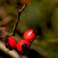 FH_AUC_0055_6717