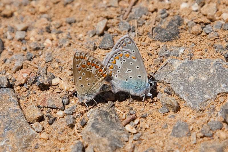FH_100504_12652.jpg - Polyommatus icarus; Icarusblauwtje (parend)