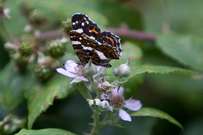 FH_100728_14228.jpg - Araschnia levana; Landkaartje (zomervorm)