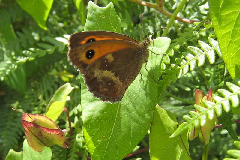 FH_100801_IX1440.jpg - Pyronia tithnonus (Oranje zandoogje)