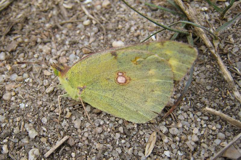 FH_100801_IX1453.jpg - Gonepteryx rhamni - Citroenvlinder