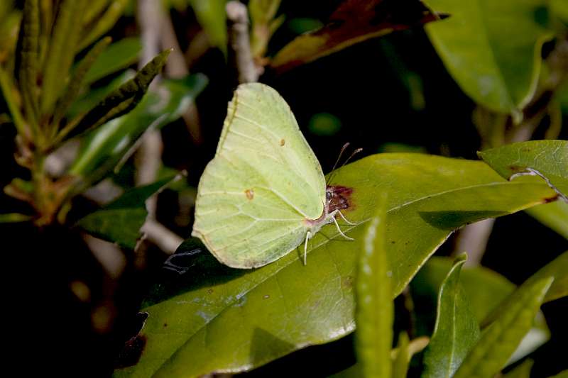 FH_BUT_0094_8345.jpg - Leonardslee Lakes & Gardens - Gonepteryx rhamni - Citroenvlinder