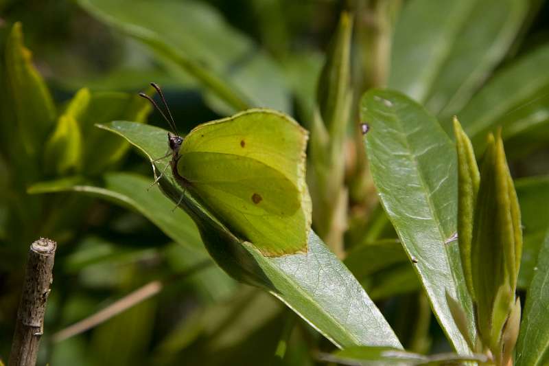 FH_BUT_0095_8346.jpg - Leonardslee Lakes & Gardens - Gonepteryx rhamni - Citroenvlinder