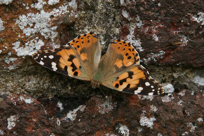 FH_BUT_0096_8518.jpg - Sissinghurst Castle Garden - The Moat Walk - Vanessa cardui - Distelvlinder