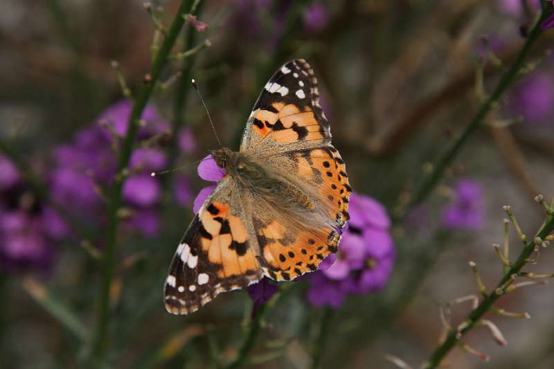 FH_BUT_0100_8523.jpg - Sissinghurst Castle Garden - The Moat Walk - Vanessa cardui - Distelvlinder