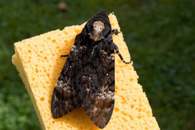 FH_BUT_0103_8761.jpg - Acherontia atropos; Doodshoofdvlinder
