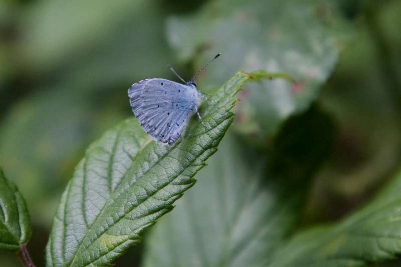 FH_BUT_0119_8811.jpg - Celastrina argiolus; Boomblauwtje