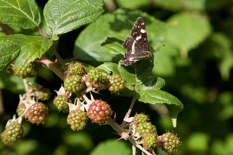 FH_BUT_0126_8820.jpg - Araschnia levana; Landkaartje (zomervorm)