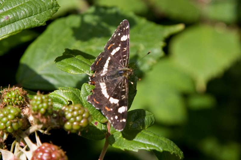 FH_BUT_0127_8821.jpg - Araschnia levana; Landkaartje (zomervorm)