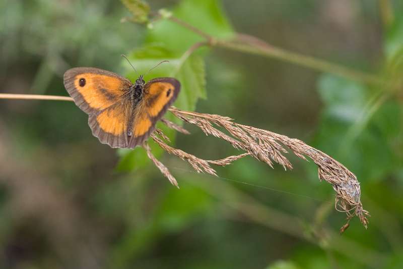 FH_BUT_0131_8830.jpg - Pyronia tithonus; Oranje zandoogje