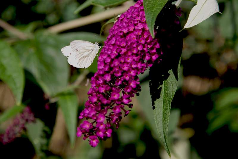 FH_BUT_0146_8909.jpg - Pieris rapae; Klein koolwitje