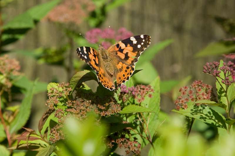 FH_BUT_0147_9075.jpg - Vanessa cardui; Distelvlinder