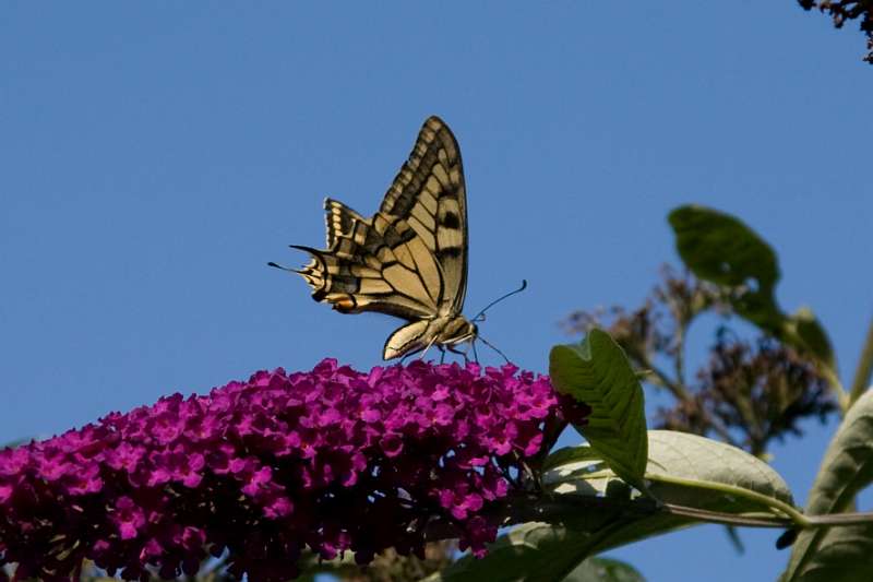 FH_BUT_0154_9092.jpg - Papilio machaon - Koninginnepage