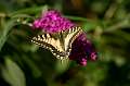 FH_BUT_0150_9084