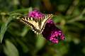 FH_BUT_0151_9085