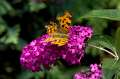 FH_BUT_0156_9097