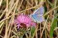 butterflys