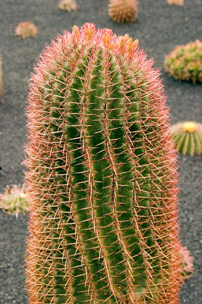 FH-TR-LZ_0278(3735).jpg