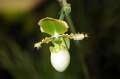 FH_FG_0053(orchidee)