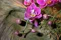 FH_FG_0054(orchidee)