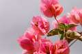 FH_FG_0091_3514