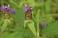 FH_FG_0105_3964