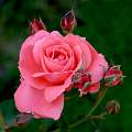 roses