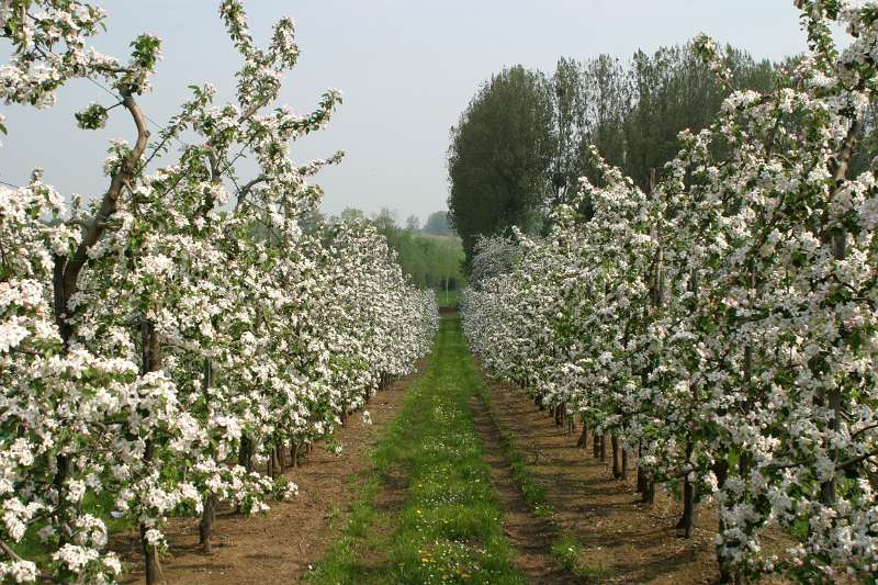 Frehae_LS_025(Haspengouw).jpg - Hageland (Belgium)