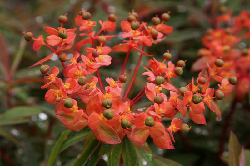 FH_090525_8483.jpg - Sissinghurst Castle Garden - Euphorbia griffiti "Dixter"