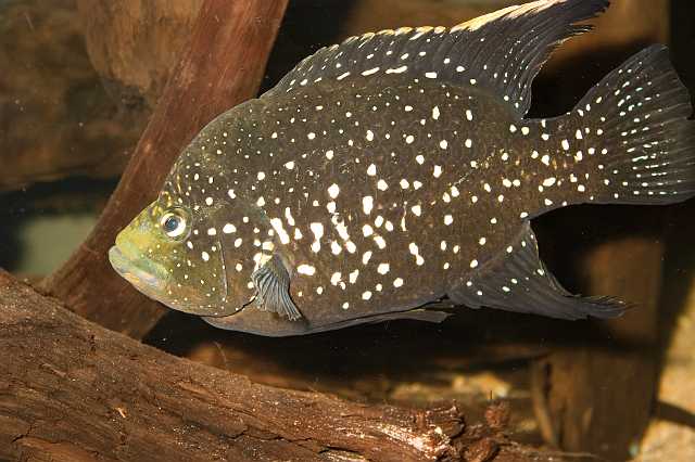 FH_070918_4486.jpg - Paratilapia polleni II (Madagaskar)