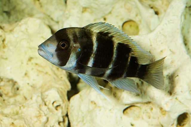 FH_090621_8672.jpg - Cyphotilapia frontosa