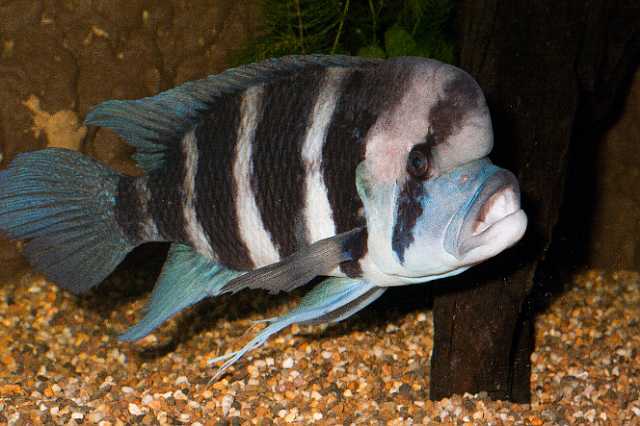 FH_101003_14829.jpg - Cyphotilapia frontosa