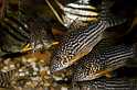 FH_101003_14901