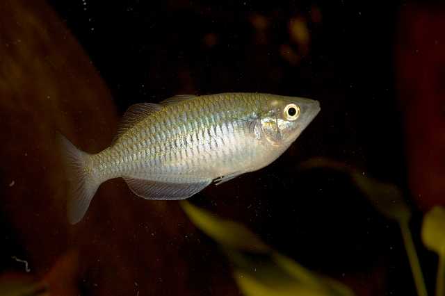 FH_081110_6839.jpg - Melanotaenia trifasciata