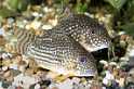 corydoras