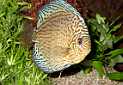 discus