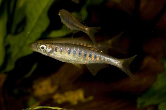 FH_091014_9585.jpg - Inlecypris auropurpureus