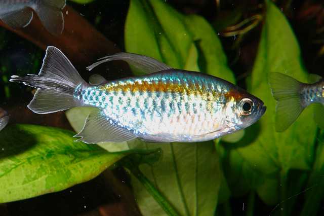 FH_ZA_0004.jpg - Phenacogrammus interruptus (Boulenger, 1899) Blue Kongo Salmon