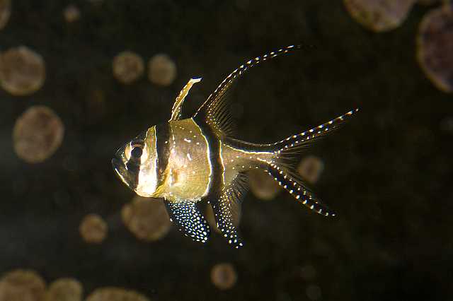 FH_091219_10697.jpg - Pterapogon kauderni