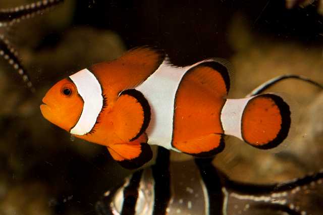 FH_101003_14842.jpg - Amphiprion ocellaris - Driebandanemoonvis