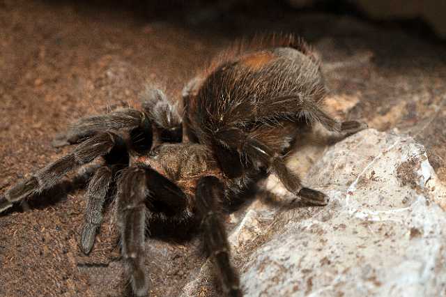 FH_110723_19937.jpg - Brachypelma vagans - Mexicaanse roodrompvogelspin (Mexico)Insectarium Lizio