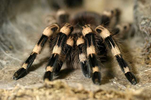 FH_TR_0014(vogelspin).jpg