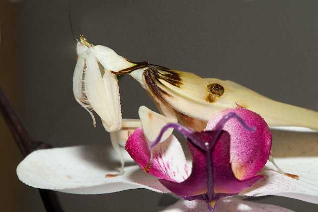 FH_110723_19860.jpg - Hymenopus coronatus - OrchideeÃ«nbidsprinkhaan (Malaysia)Insectarium Lizio