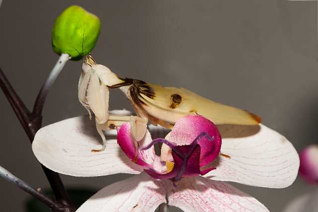 FH_110723_19865.jpg - Hymenopus coronatus - OrchideeÃ«nbidsprinkhaan (Malaysia)Insectarium Lizio